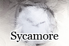 Sycamore